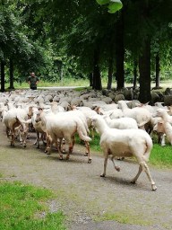 Pat - schaapherder met haar schaapjes